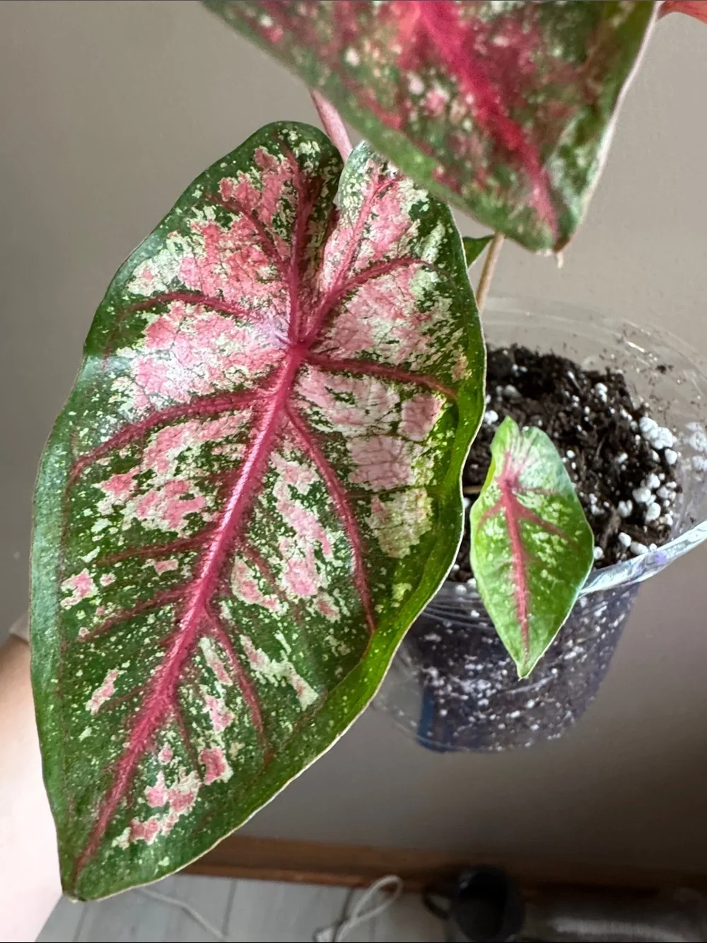 Caladium - Carolyn Whorton - Rooted